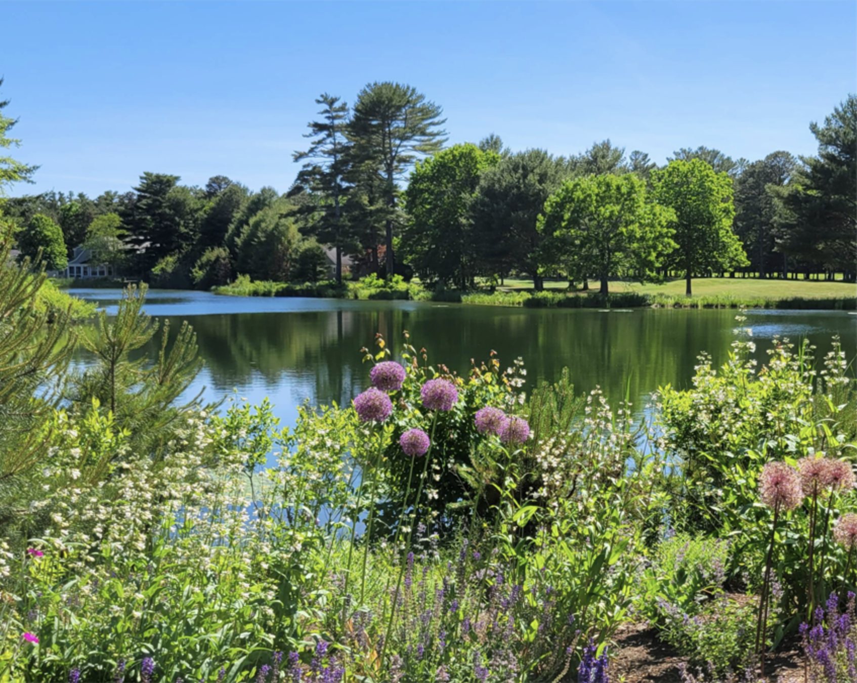 view of the lake with green brush and purple flowers surrounding it